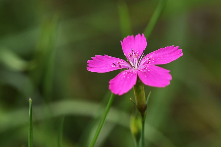 Dianthus deltoides wild carnation pl 1.jpg