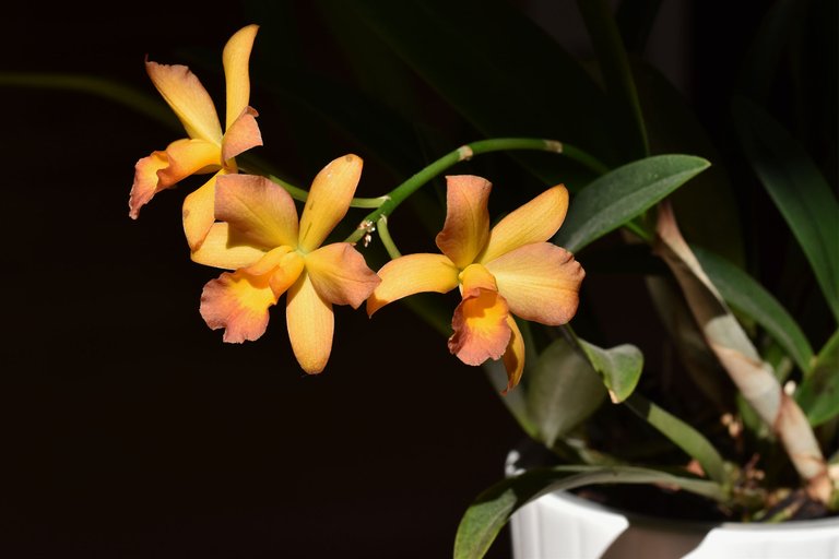 Cattleya Little Lemon Drops x Cattleytonia Why Not 2021 3.jpg