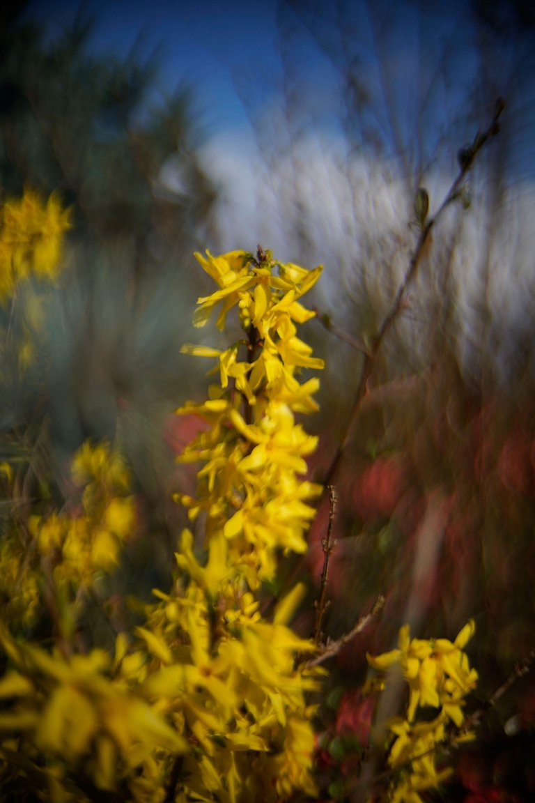 Forsycja biotar bokeh 10.jpg