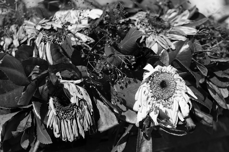 dead flowers helios bw 1.jpg