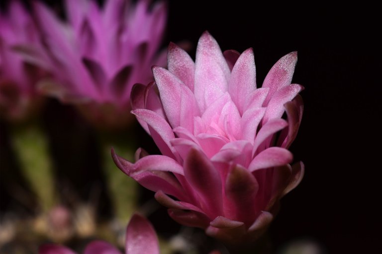 Gymnocalycium Mihanovichii group flower 2021 9.jpg