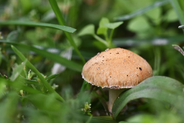 mushrooms garden grass 8.jpg