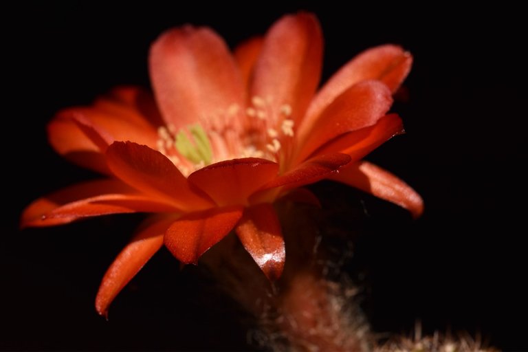 Chamaecereus hybrid flower 2021 3.jpg