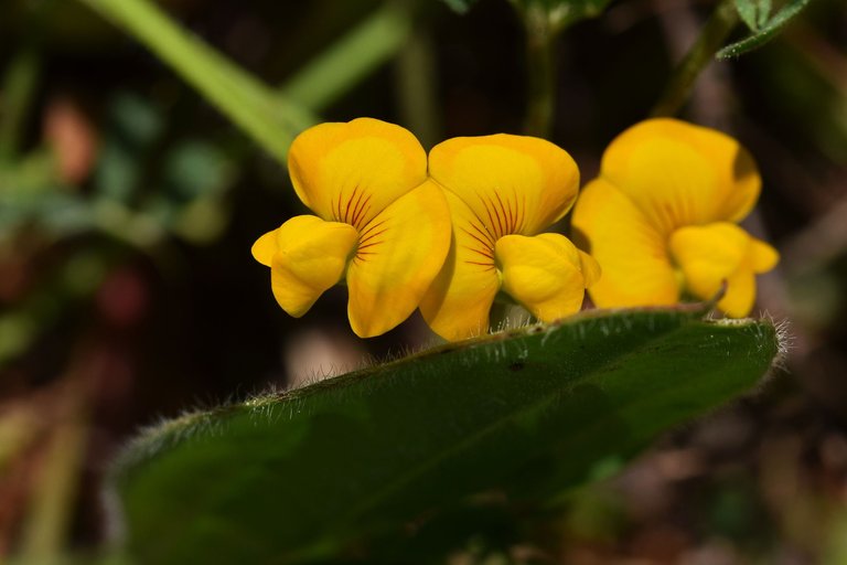 Single-flowered Scorpiurus yellow wildflower 5.jpg