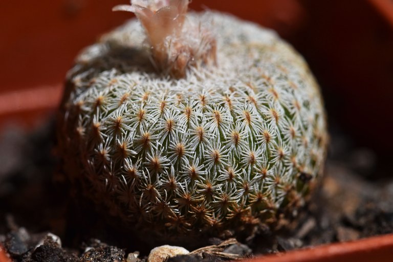 Epithelantha micromeris first flowers 2023 3.jpg