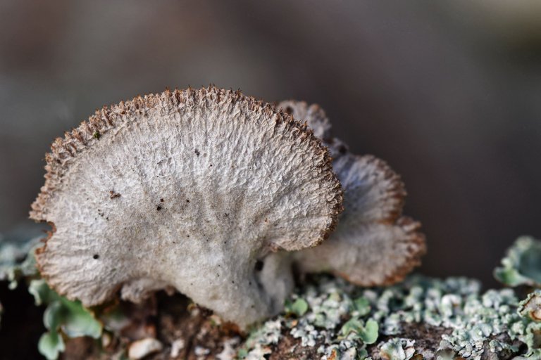 cork branch mushrooms 3.jpg