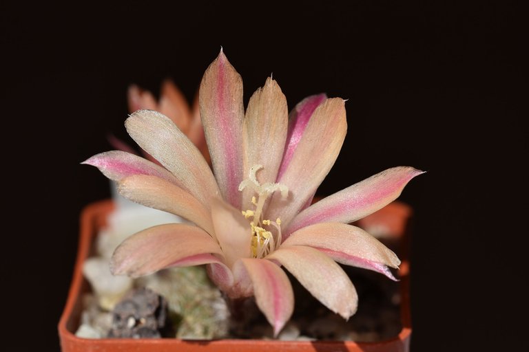 Rebutia heliosa cv. sunrise 2022 1.jpg