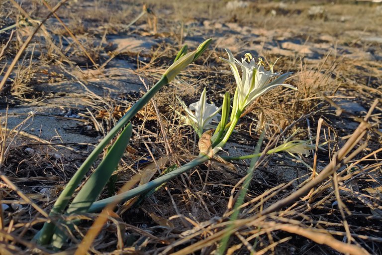 Lilies beach 2.jpg