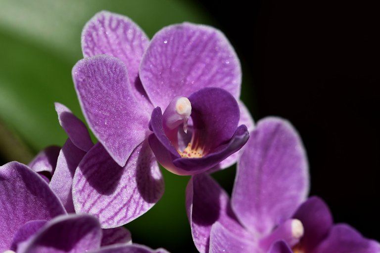 Mini phalaenopsis purple 2023 3.jpg