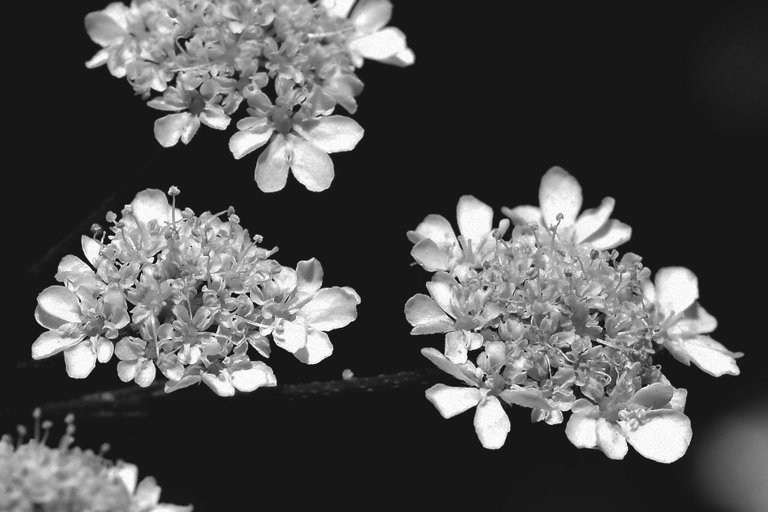 Water Dropwort flower bw 7.jpg