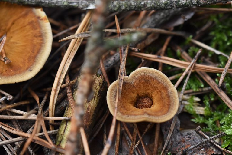 brown mushroom pl 2.jpg