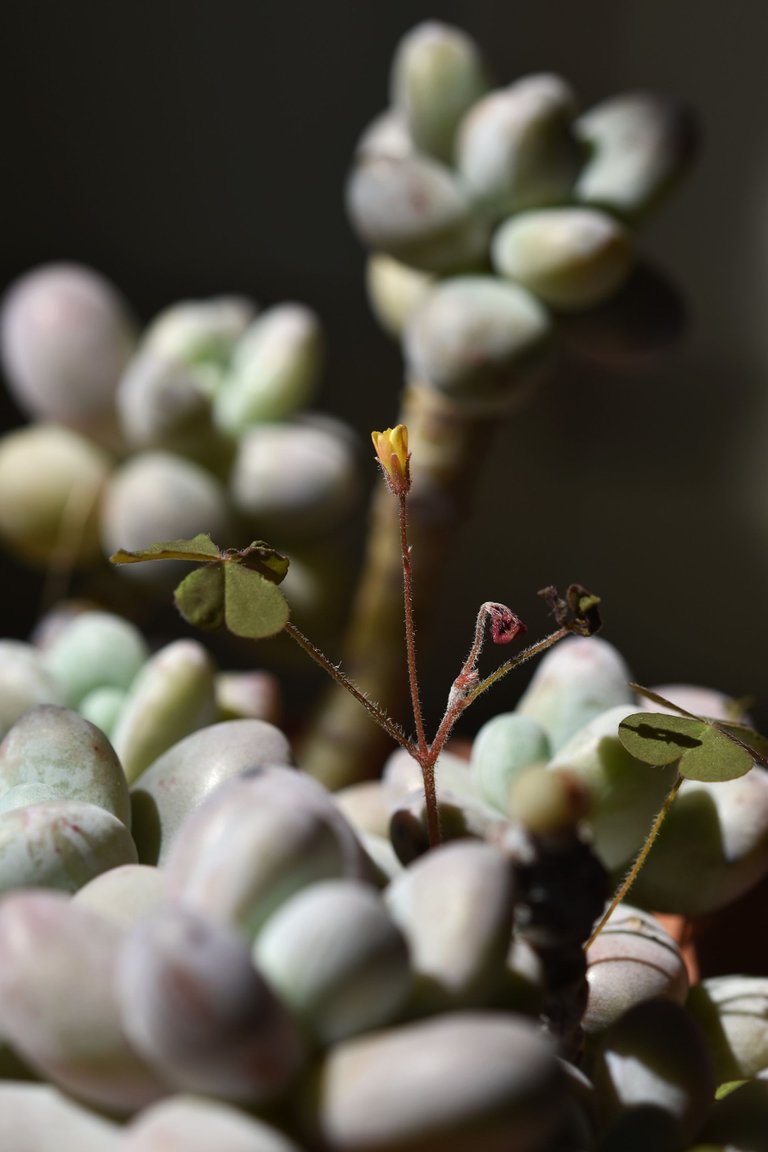 Pachyphytum Oviferum oxalis 3.jpg