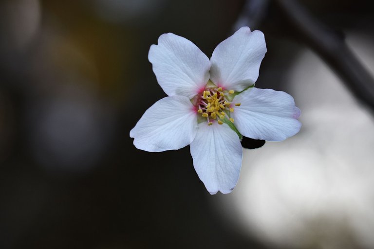 Almond blossom jan 1.jpg