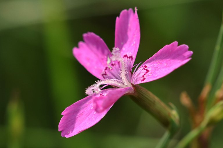 Dianthus deltoides wild carnation pl 2.jpg