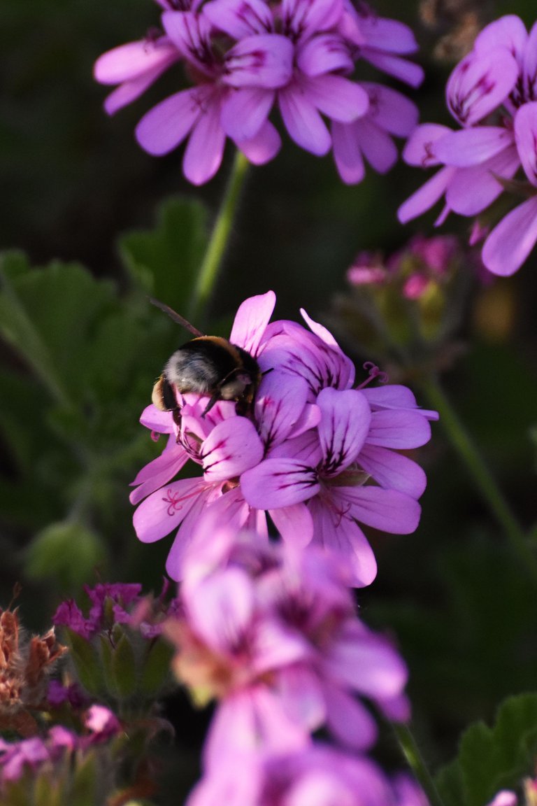 Bumblebee pelargonium 7.jpg