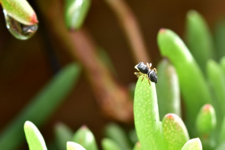 black jumping spider ice plant 14.jpg