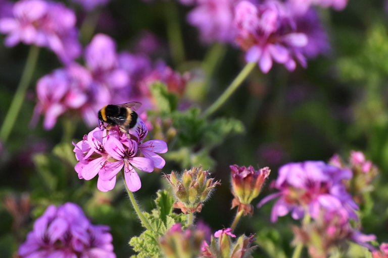 Bumblebee pelargonium 12.jpg