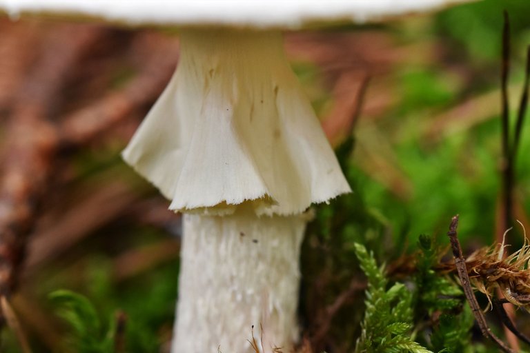 Amanita citrina white mushrooms pl 6.jpg