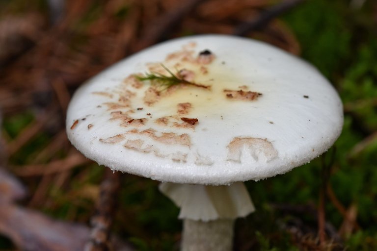 Amanita citrina white mushrooms pl 7.jpg