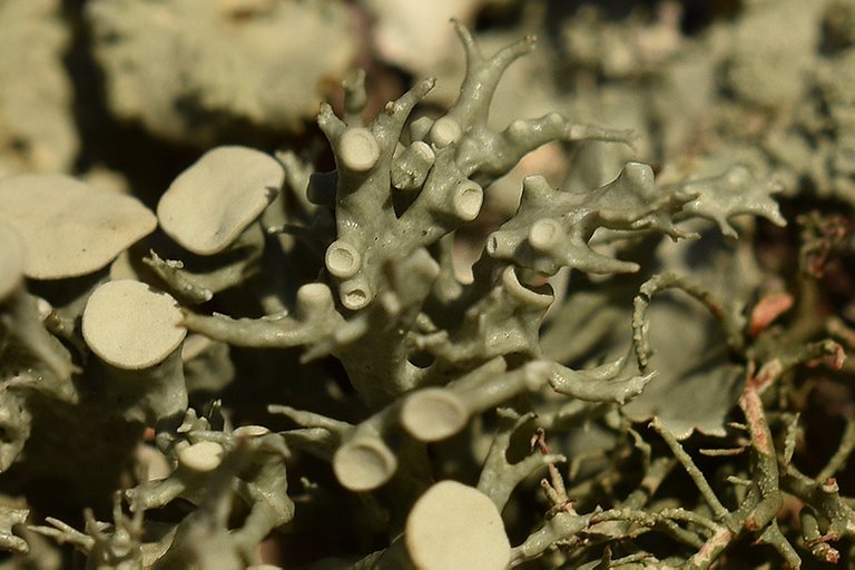 lichen cork 13.jpg