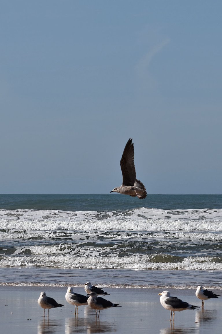 seagull fonte da telha beach 10.jpg