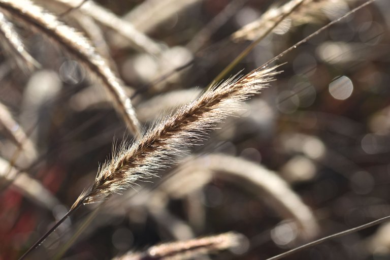 dry grass flower waterdrops 12.jpg