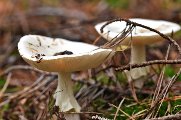 Amanita citrina white mushrooms pl 5.jpg