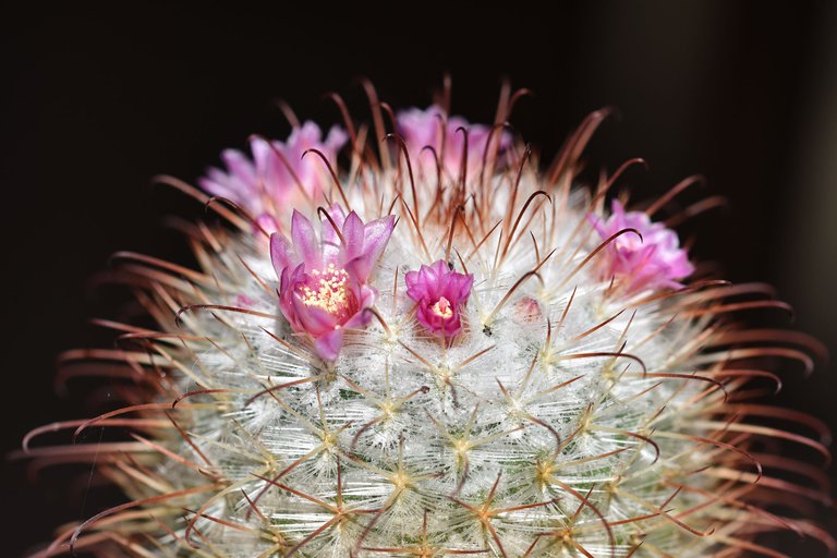 Mammillaria Bombycina 2025 1.jpg