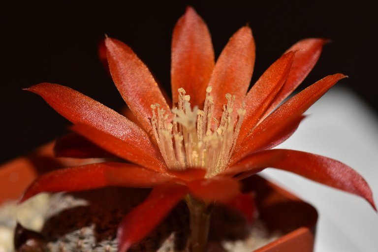 Aylostera heliosa var. condorensis flower 2021 6.jpg