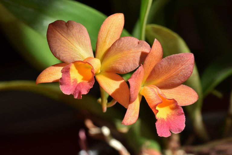 Cattleya Little Lemon Drops x Cattleytonia Why Not flower 5.jpg