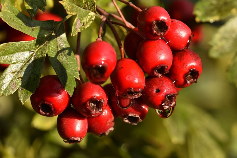 Hawthorn waterdrops pl.jpg