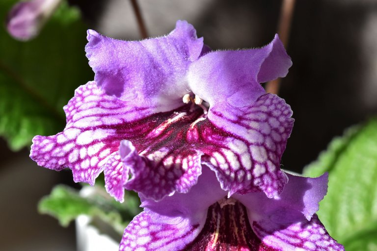 Streptocarpus cherry flower 2.jpg