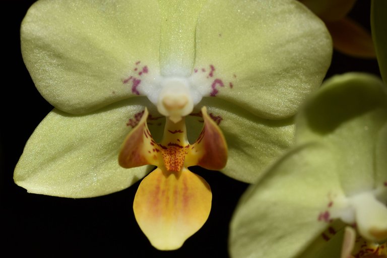 mini orchid flower yellow 2022 4.jpg