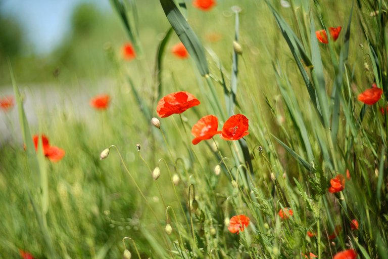 poppies wildflower helios 3.jpg