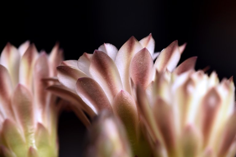 Gymnocalycium white flower 2025 3.jpg