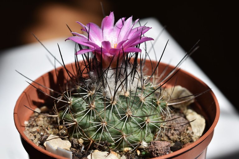 Turbinicarpus Viereckii 2022 8.jpg