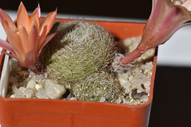 Rebutia heliosa cv. sunrise 2022 6.jpg