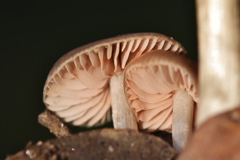 mushroom group lawn 10.jpg