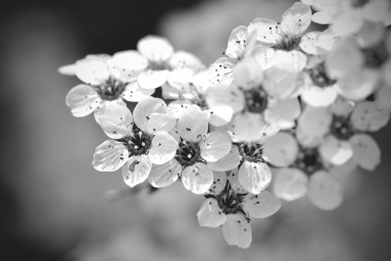 Tawuła Garland spiraea bw 4.jpg