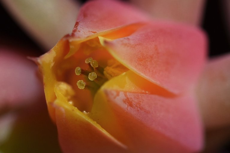 Echeveria Mandala flower 1.jpg