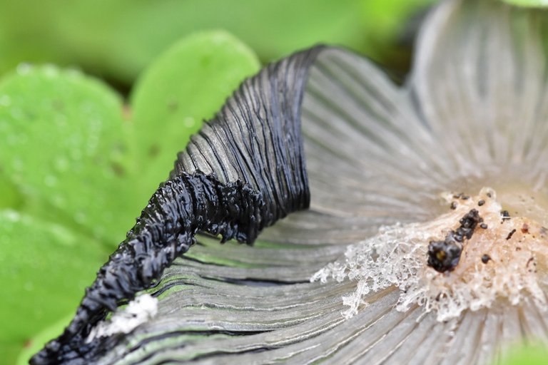 Coprinus lagopus ink cap macro 3.jpg