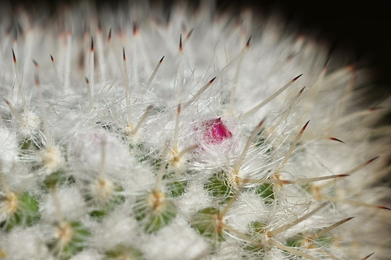 mammillaria dark spines 2024 3.jpg