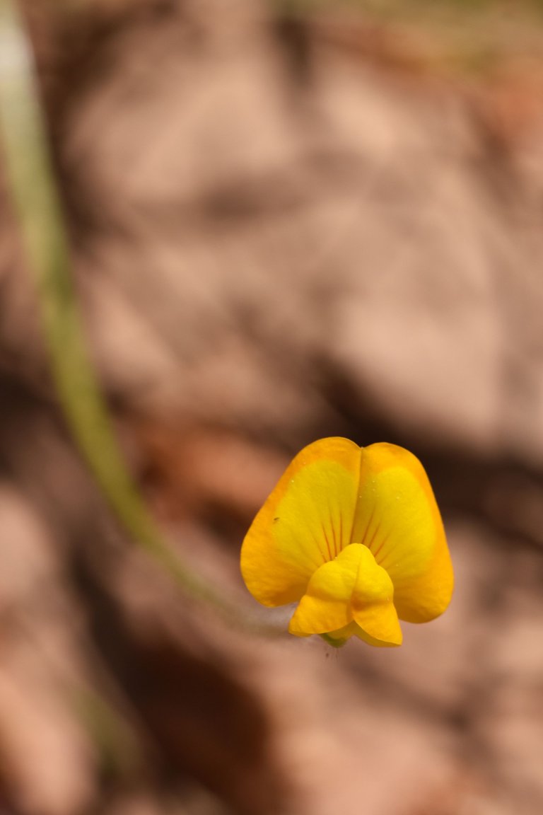 Single-flowered Scorpiurus yellow wildflower 3.jpg