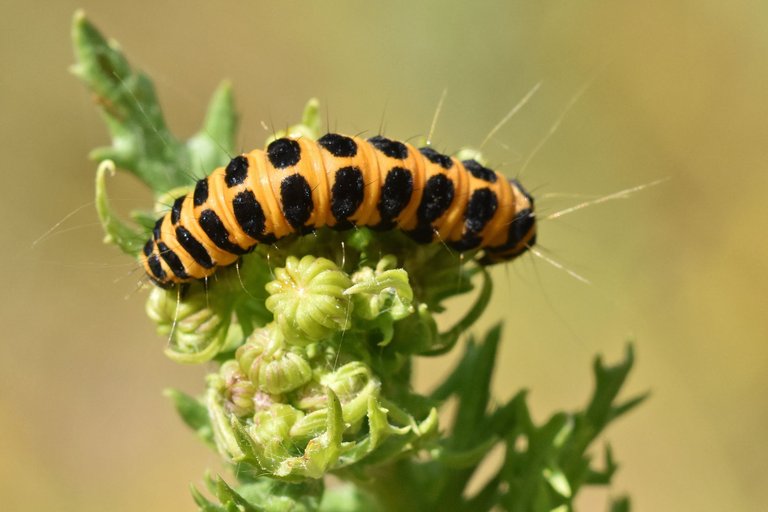 Cinnabar moth caterpillar 1.jpg