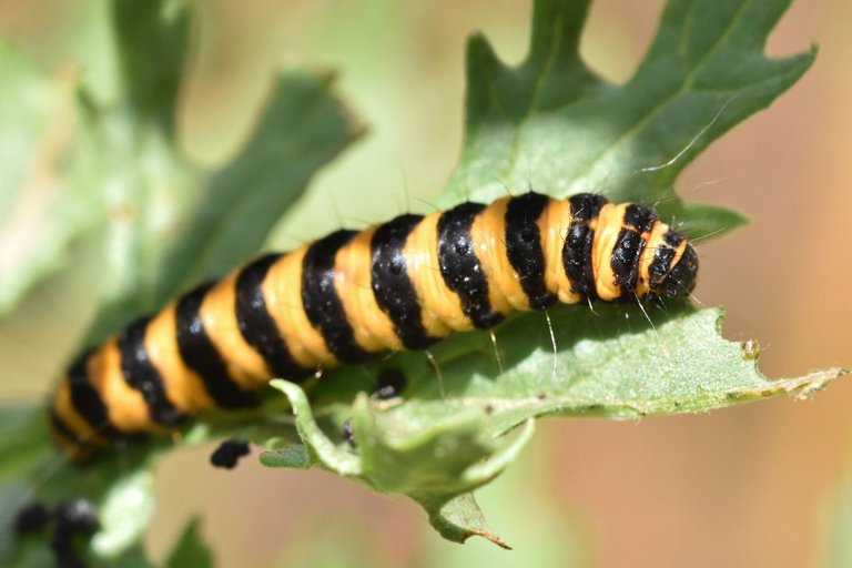 Cinnabar moth caterpillar 3.jpg