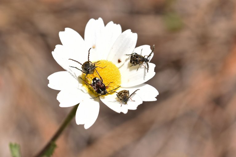 Small beetles daisy 4.jpg