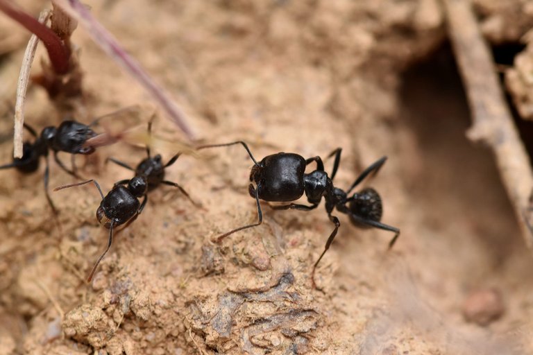black ants seeds 4.jpg