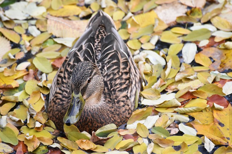 ducks fall pond pl 9.jpg