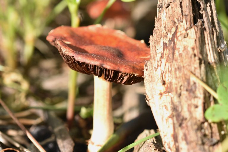 red mushroom park 1.jpg