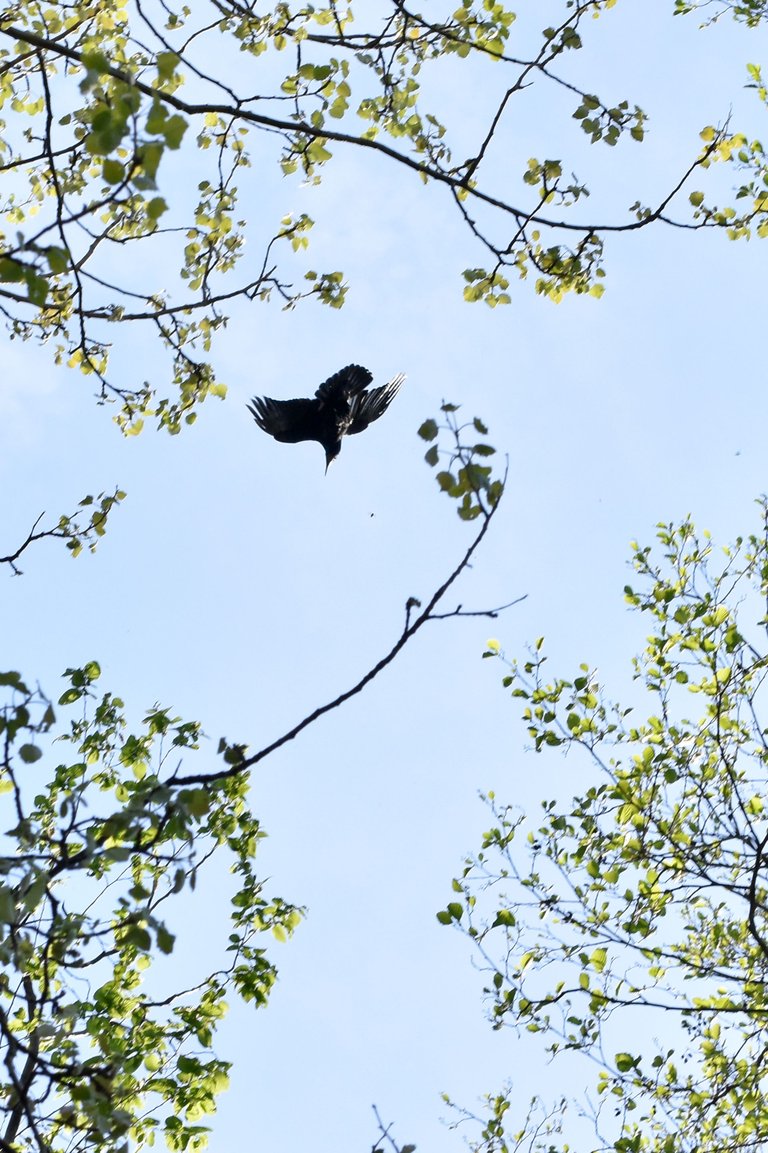 crow nests park 2.jpg